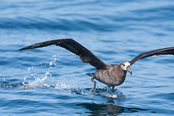 Black-footed Albatross (Phoebastria nigripes)