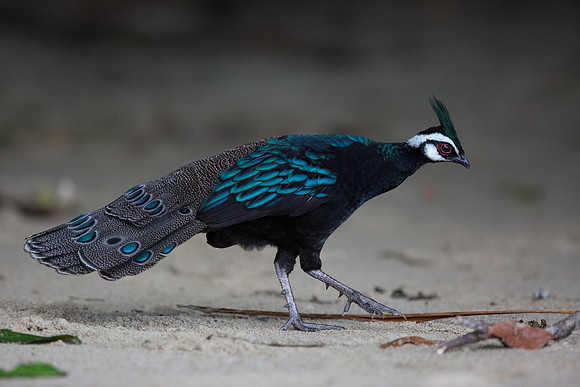 Palawan peacock-pheasant (Polyplectron napoleonis) Male