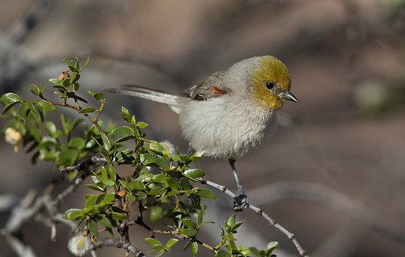 Verdin (Auriparus flaviceps)