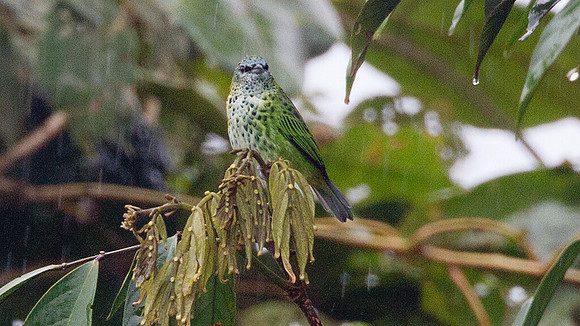 Spotted Tanager (Tangara punctata)