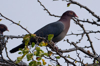 Scaly-naped Pigeon (Patagioenas squamosa)
