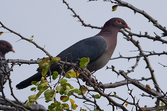 Scaly-naped Pigeon (Patagioenas squamosa)