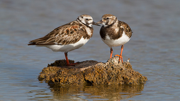 Sanderling (Calidris alba)