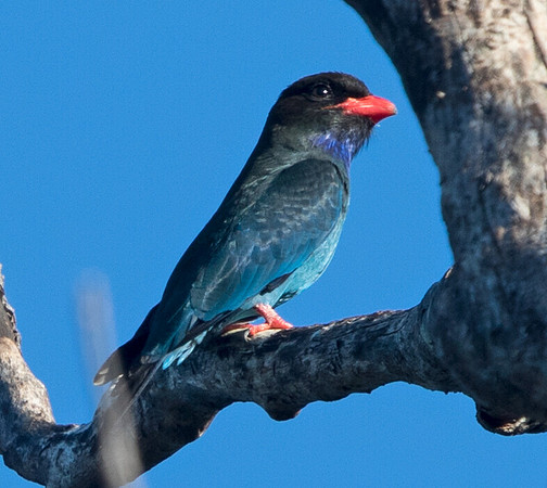 Dollarbird (Eurystomus orientalis)