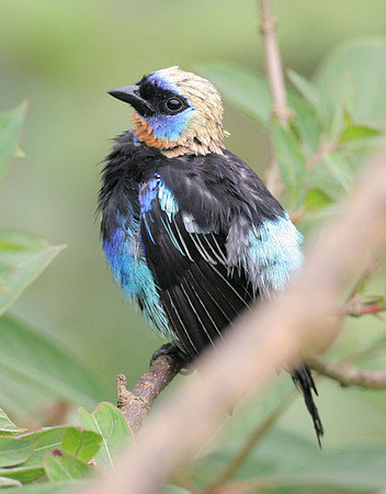 Golden-hooded Tanager (Tangara larvata)