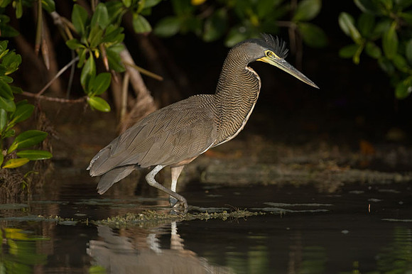 Bare-throated Tiger Heron (Tigrisoma mexicanum)