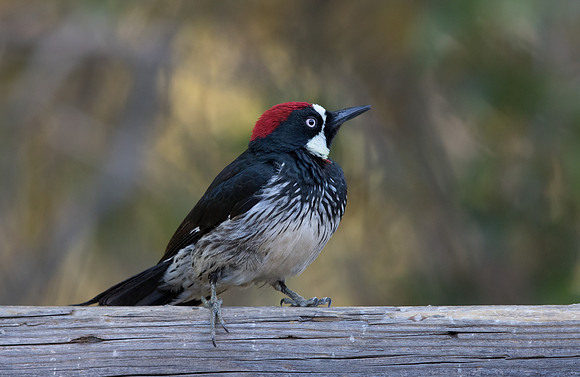 Acorn woodpecker (Melanerpes formicivorus)