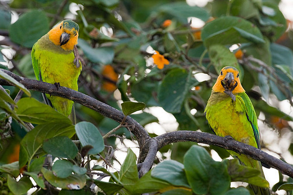 Brown-throated Parakeet (Aratinga pertinax) male