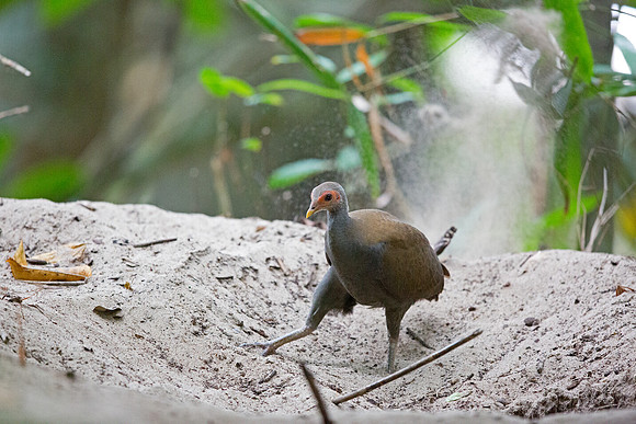 Philippine megapode (Megapodius cumingii)
