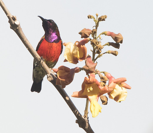Purple-throated sunbird (Leptocoma sperata) Male