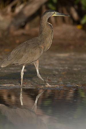 Bare-throated Tiger Heron (Tigrisoma mexicanum)