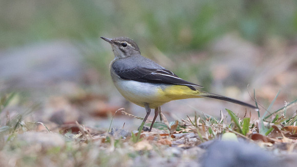 Grey wagtail (Motacilla cinerea)