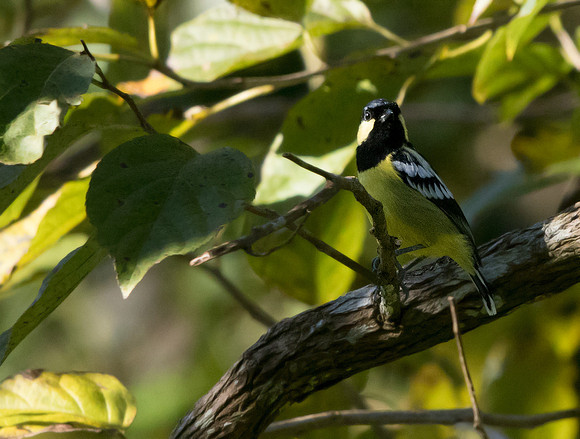 Elegant tit (Pardaliparus elegans)