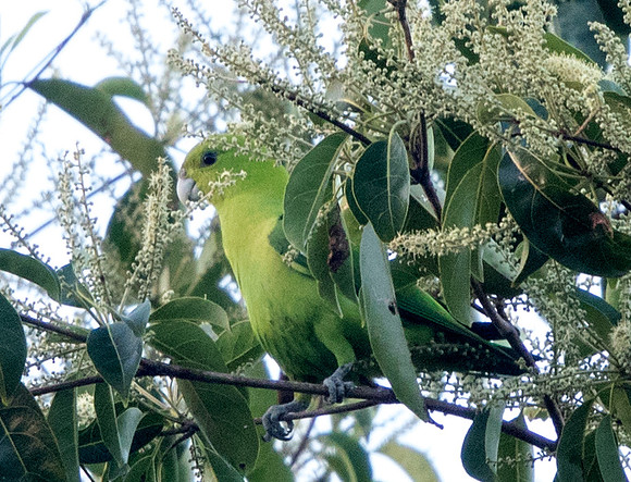Green racket-tail (Prioniturus luconensis)
