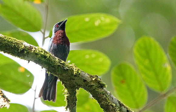 Maroon-breasted philentoma (Philentoma velata) Male