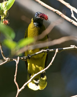 Black-headed bulbul (Pycnonotus atriceps)