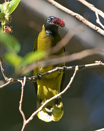 Black-headed bulbul (Pycnonotus atriceps)