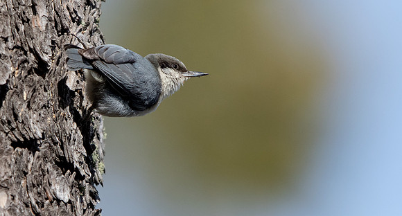 Pygmy nuthatch (Sitta pygmaea)