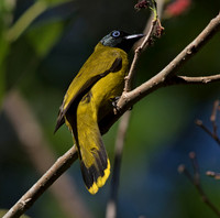 Black-headed bulbul (Pycnonotus atriceps)