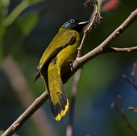 Black-headed bulbul (Pycnonotus atriceps)