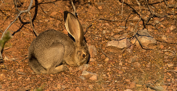 Black-tailed jackrabbit (Lepus californicus)