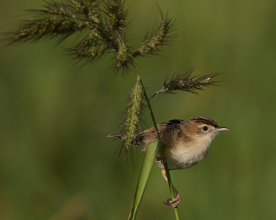 Zitting cisticola (Cisticola juncidis)