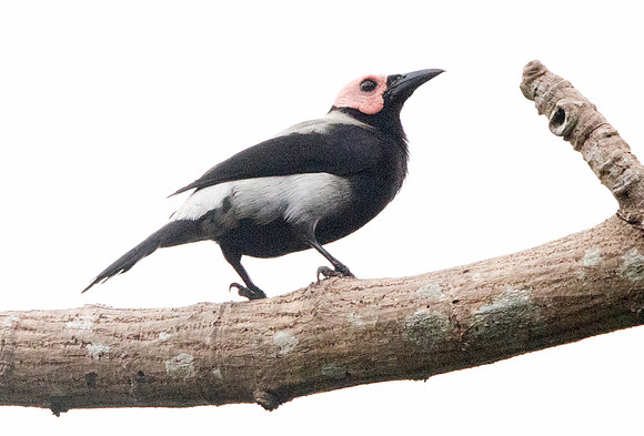 Coleto (Sarcops calvus)