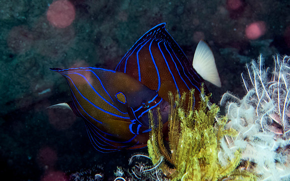 Blue ring angelfish (Pomacanthus annularis)