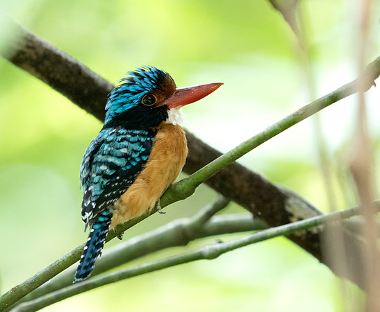 Bornean Banded Kingfisher (Lacedo melanops) Male