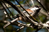 Chestnut-backed Chickadee (Poecile rufescens)