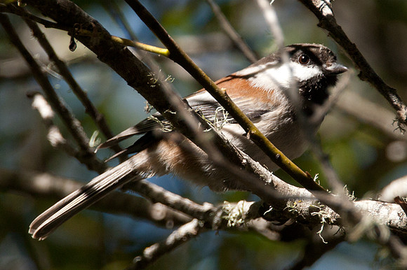 Chestnut-backed Chickadee (Poecile rufescens)