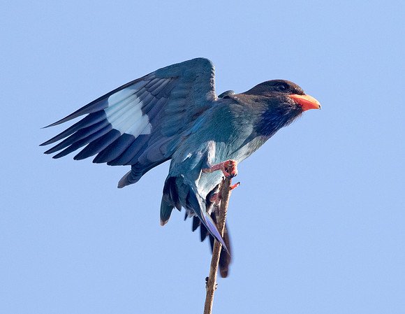 Dollarbird (Eurystomus orientalis)
