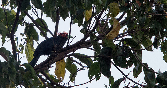 Rough-crested malkoha (Phaenicophaeus superciliosus)