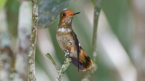 Rufous-Crested Coquette (Lophornis delattrei) - female