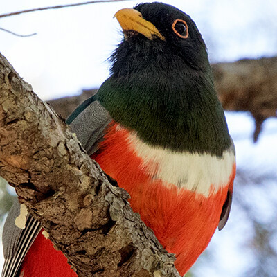 Elegant trogon (Trogon elegans) Male