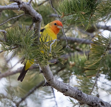 Western tanager (Piranga ludoviciana)