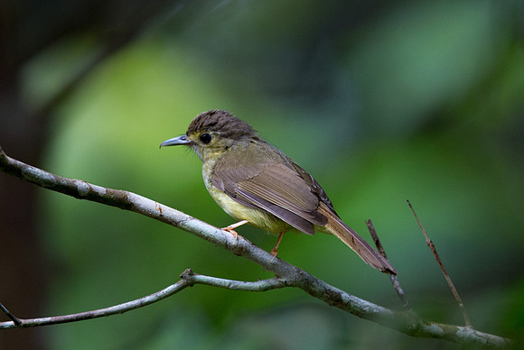 Hairy-backed bulbul (Tricholestes criniger)