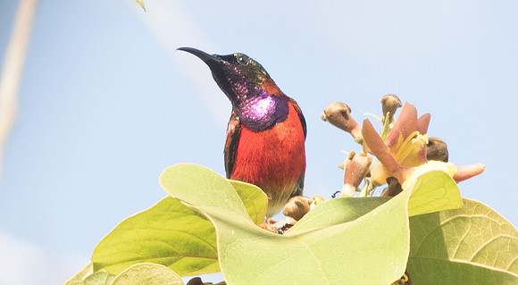 Purple-throated sunbird (Leptocoma sperata) Male