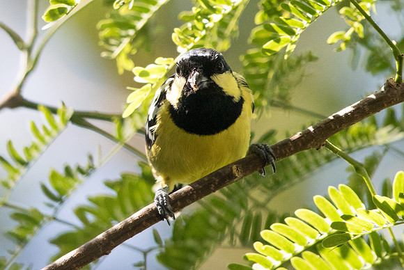 Elegant tit (Periparus elegans)