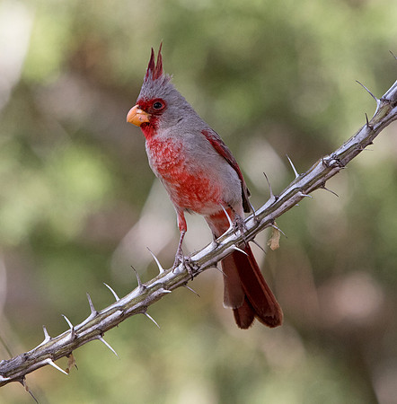 Pyrrhuloxia (Cardinalis sinuatus) Male