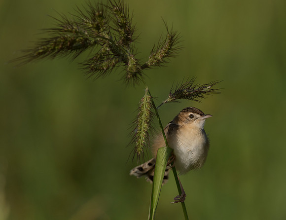 Zitting cisticola (Cisticola juncidis)