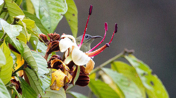 Temminck's Sunbird (Aethopyga temminckii) female