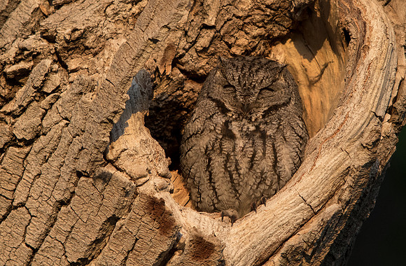 Western screech owl (Megascops kennicottii)