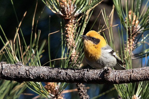 Olive warbler (Peucedramus taeniatus)