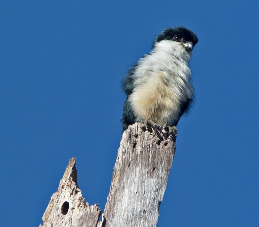 Philippine falconet (Microhierax erythrogenys)