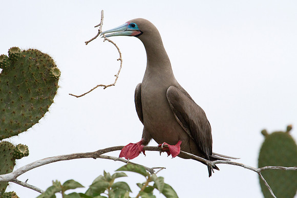 Red-footed Booby (Sula sula)