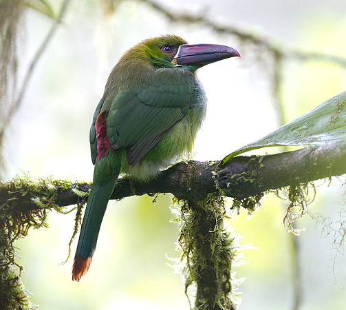 Crimson-rumped Toucanet (Aulacorhynchus haematopygus)