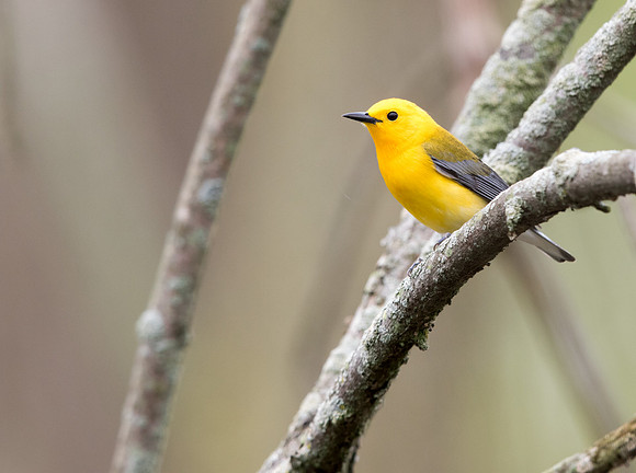 Prothonotary warbler (Protonotaria citrea)