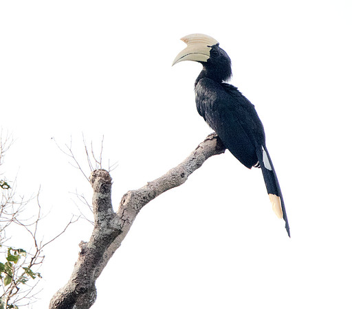 Black hornbill (Anthracoceros malayanus) Male