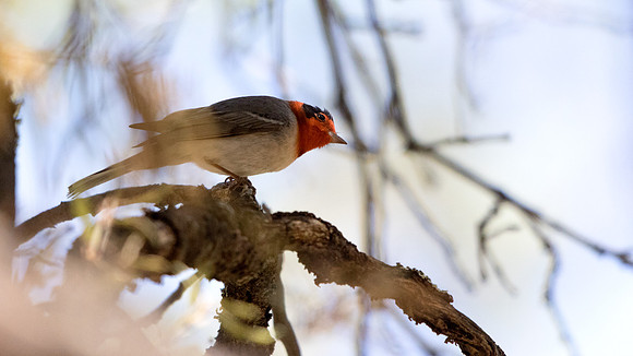 Red-faced warbler (Cardellina rubrifrons) Male